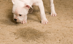 Pet Stain Removal Removing Tough Stains